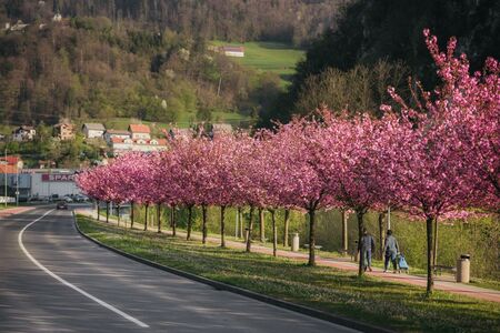 Japonske češnje nas spet razveseljujejo